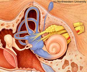 Uçucularda Meniere Hastalığı